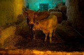 Foto Presepi Viventi in Provincia di Trapani